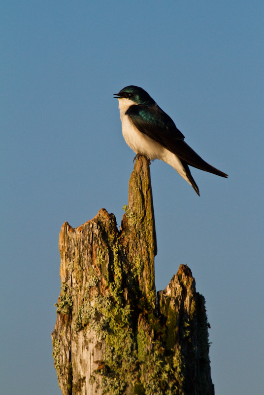 Tree Swallow